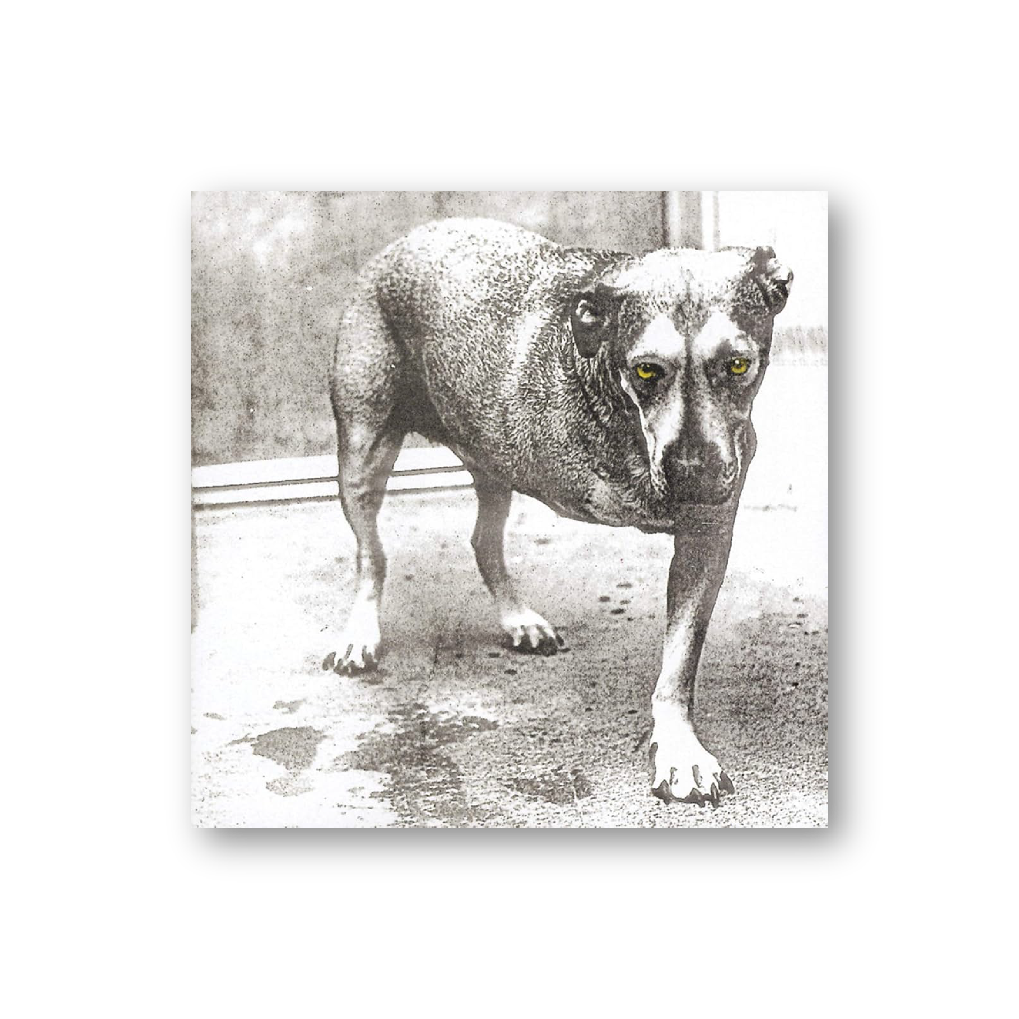 Alice In Chains (Vinyl LP)